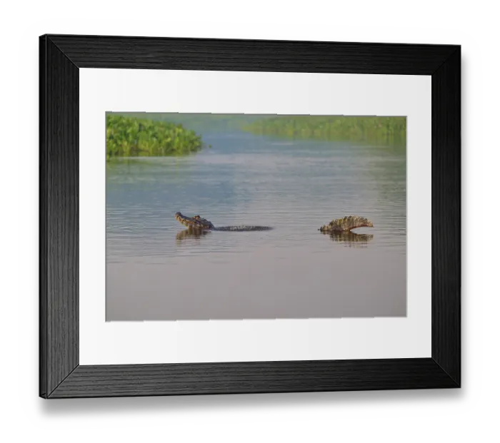 Framed Print : A caiman mating in a calm river Framed Print : A caiman mating in a calm river