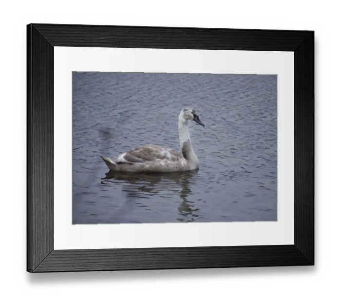 Framed Print : This year's Mute Swan, (Cygnus olor) alone without partner or family on a lake in Ummendorf