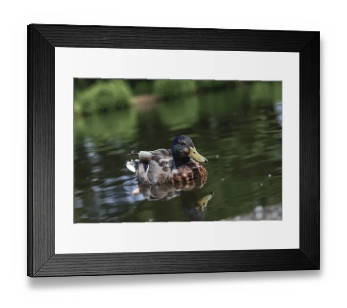 Framed Print : A colorful drake swims on a pond in Dusseldorf