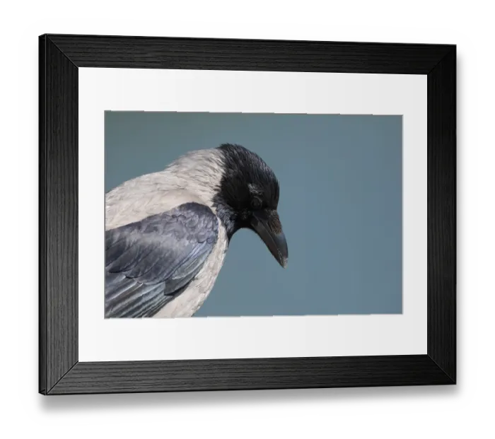Framed Print : Portrait of a crow on a blue background
