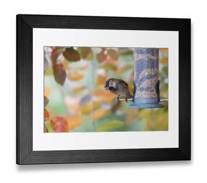 Framed Print : Sparrow eating seeds from a feeder
