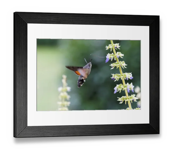 Framed Print : Hummingbird hawk-moth pollinates Coleus flowers Framed Print : Hummingbird hawk-moth pollinates Coleus flowers