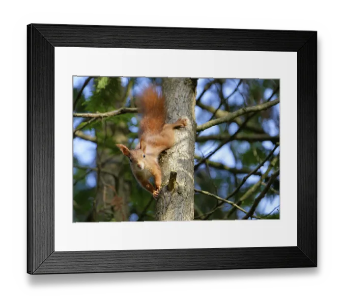 Framed Print : A red squirrel climbs down from the tree and watches with interest Framed Print : A red squirrel climbs down from the tree and watches with interest