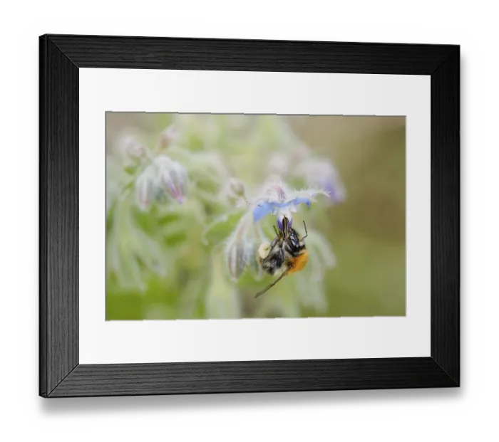 Framed Print : Bumblebee pollinating flowers. pollination of flowers Framed Print : Bumblebee pollinating flowers. pollination of flowers