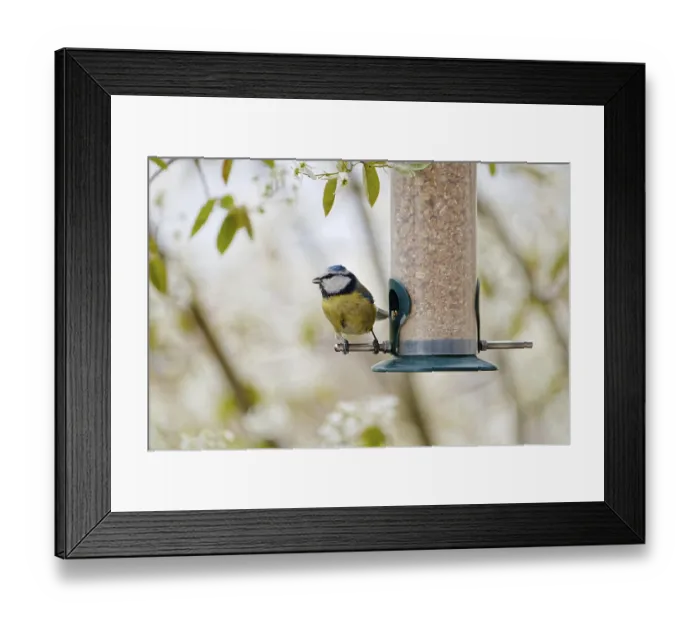 Framed Print : Blue tit eating seeds from a feeder Framed Print : Blue tit eating seeds from a feeder