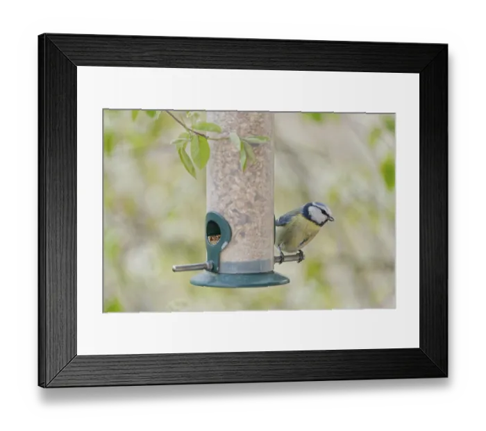 Framed Print : Blue tit (Cyanistes caeruleus) eating seeds from a feeder