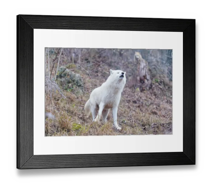 Framed Print : Arctic wolf (Canis lupus arctos)