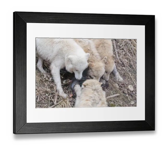 Framed Print : Arctic wolf (Canis lupus arctos)