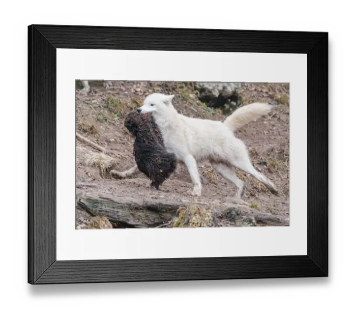 Framed Print : Arctic wolf (Canis lupus arctos) Framed Print : Arctic wolf (Canis lupus arctos)