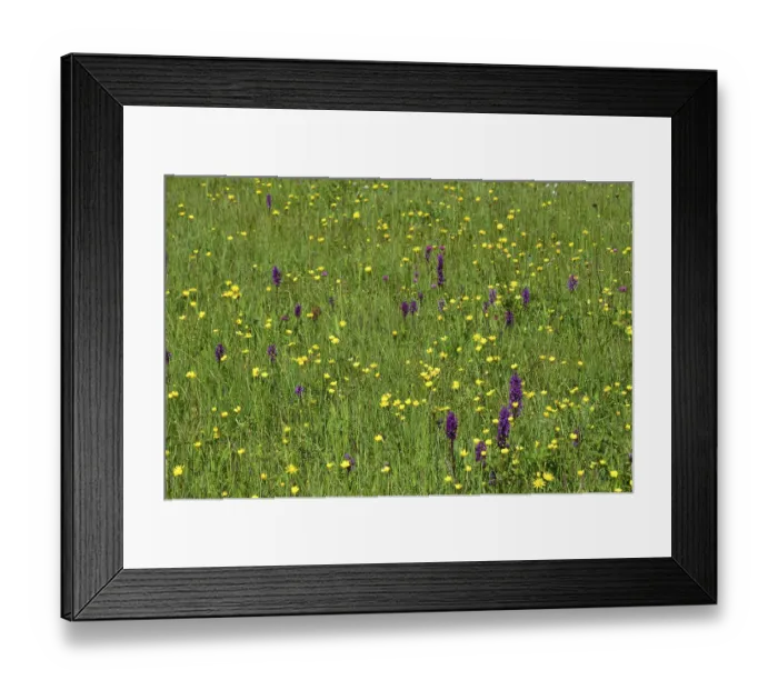 Framed Print : Botany, flora, alpine flowers, mountain meadow Framed Print : Botany, flora, alpine flowers, mountain meadow