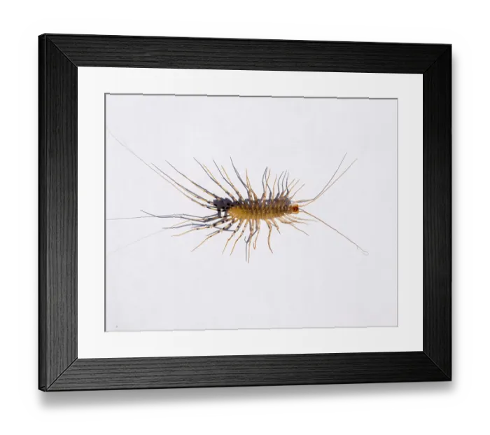 Framed Print : Millipede in the bank. The Flycatcher Framed Print : Millipede in the bank. The Flycatcher