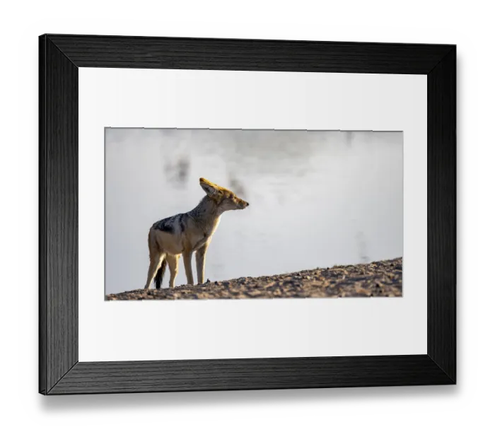 Framed Print : Black-backed jackal (Canis mesomelas) Framed Print : Black-backed jackal (Canis mesomelas)