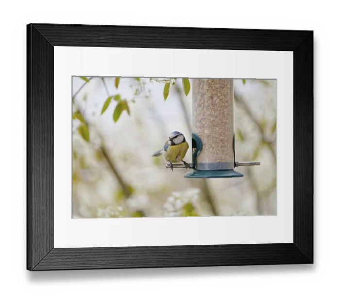 Framed Print : Blue tit (Cyanistes caeruleus) eating seeds from a feeder