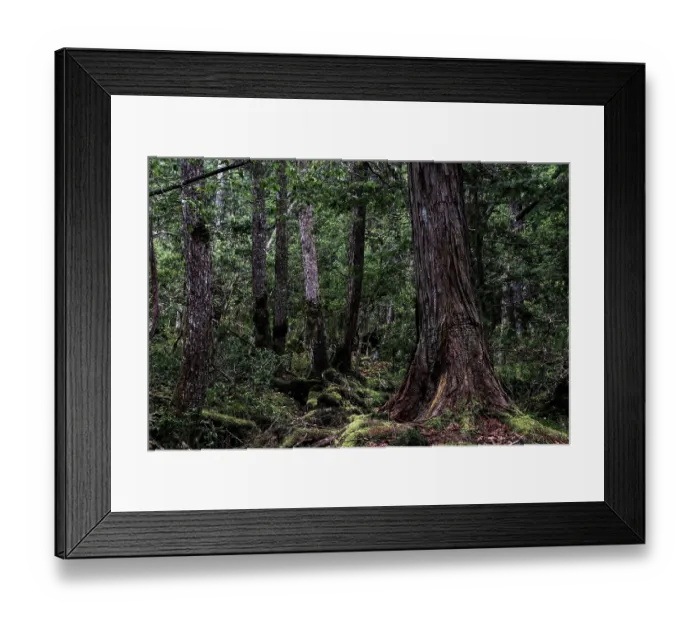 Framed Print : Dense forest with moss-covered trees in Aokigahara