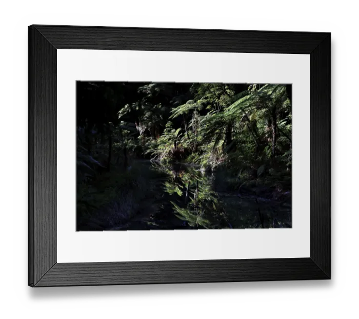 Framed Print : Dense forest with water reflections in Whakarewarewa in Rotorua