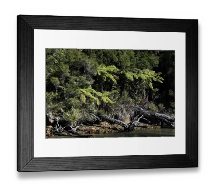 Framed Print : Lush forest with various types of trees in Pelorus Sound