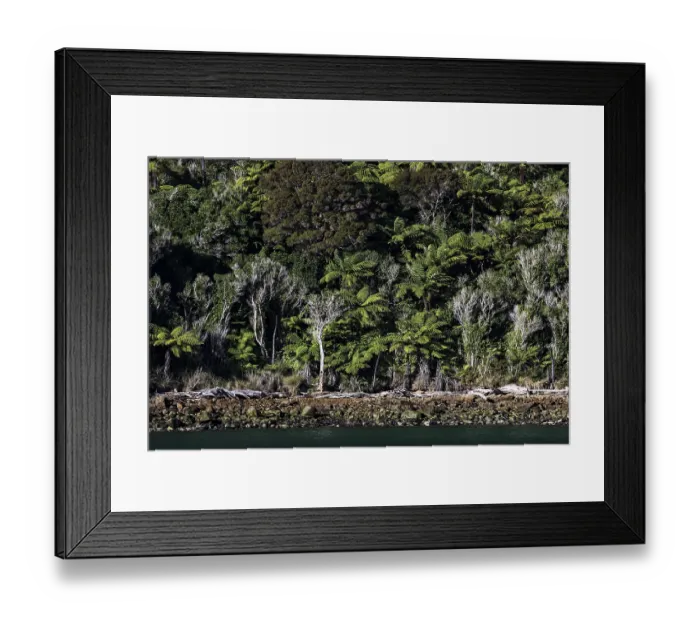 Framed Print : Dense forest landscape full of green ferns at Pelorus Sound Framed Print : Dense forest landscape full of green ferns at Pelorus Sound