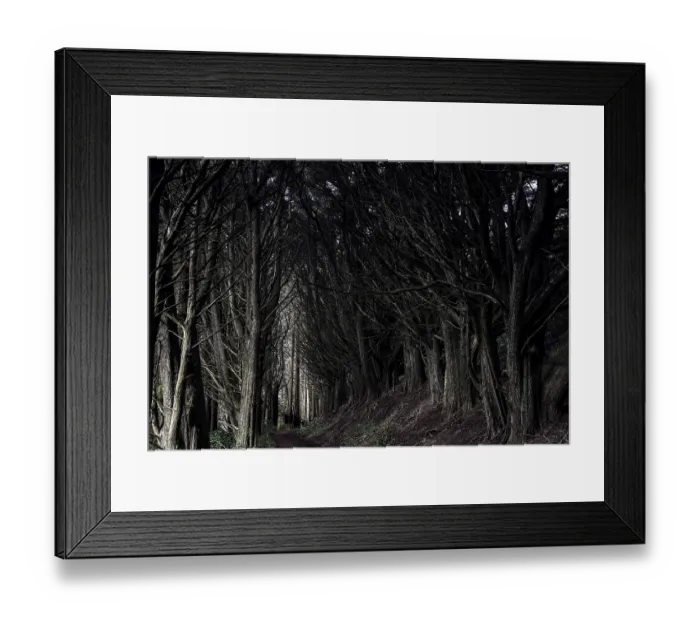 Framed Print : Dark tunnel path surrounded by trees on the Otago Peninsula