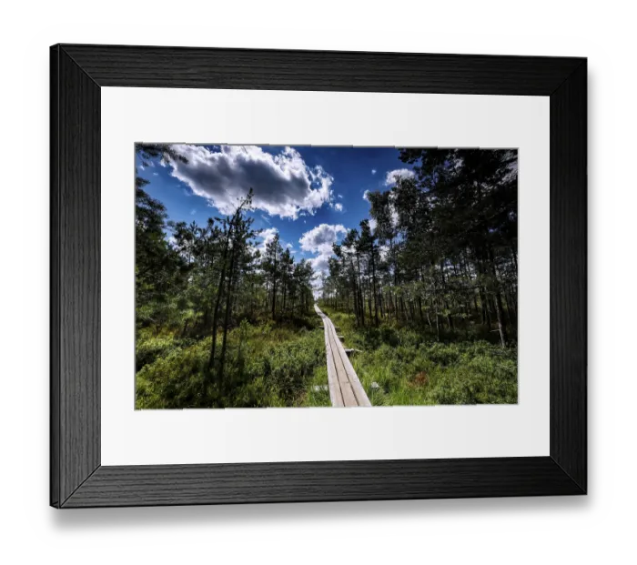 Framed Print : Wooden plank trail snakes through thick pine forest in green marshland Framed Print : Wooden plank trail snakes through thick pine forest in green marshland