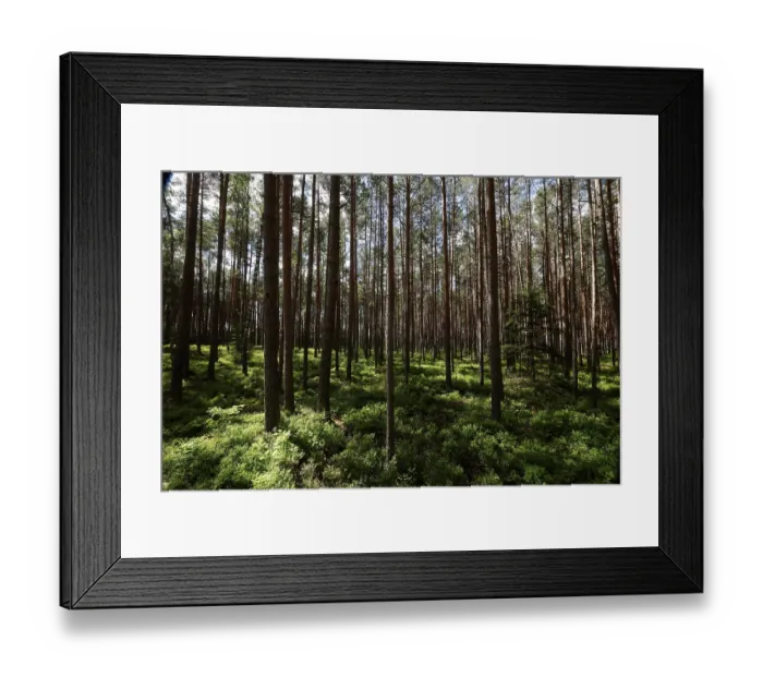 Framed Print : Dense pine forest with sun rays falling through the thick canopy onto the green forest floor Framed Print : Dense pine forest with sun rays falling through the thick canopy onto the green forest floor