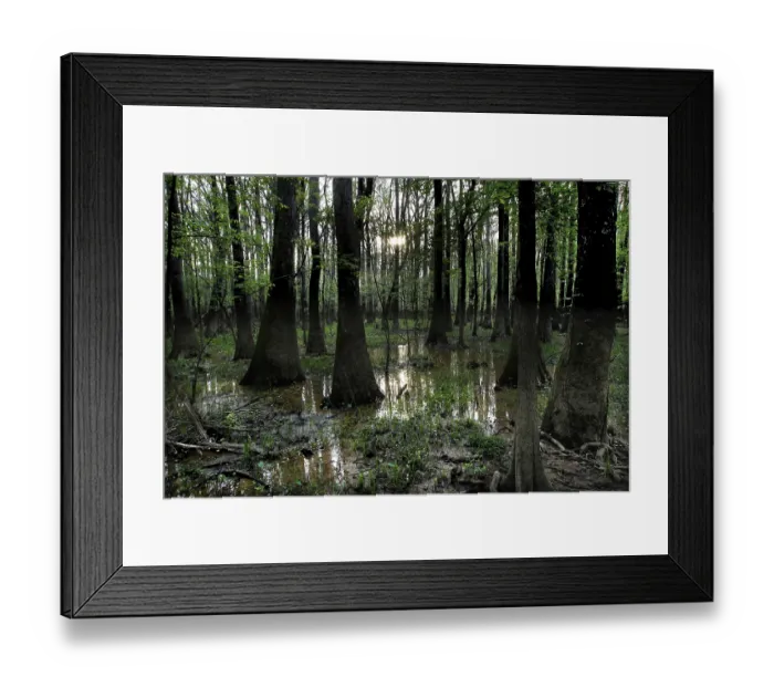 Framed Print : Dense forest in Congaree National Park with trees sticking out of the water Framed Print : Dense forest in Congaree National Park with trees sticking out of the water