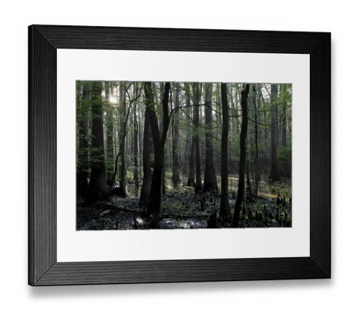 Framed Print : Light-flooded forest in Congaree National Park with flooded trees