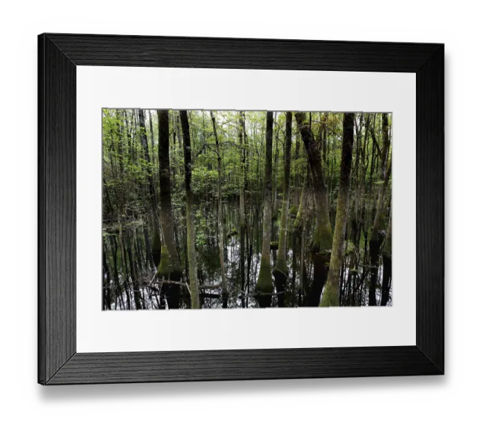 Framed Print : Forest and standing water in Congaree National Park in cloudy light