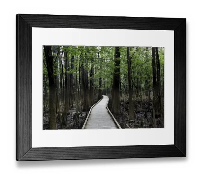 Framed Print : A wooden trail leads through a lush forest in Congaree National Park