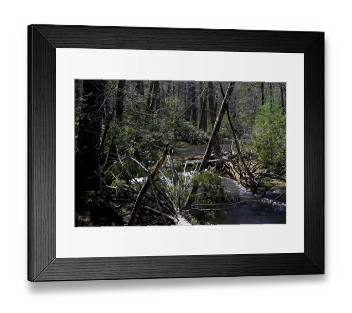 Framed Print : Dense forest with a clear river along Little River Road