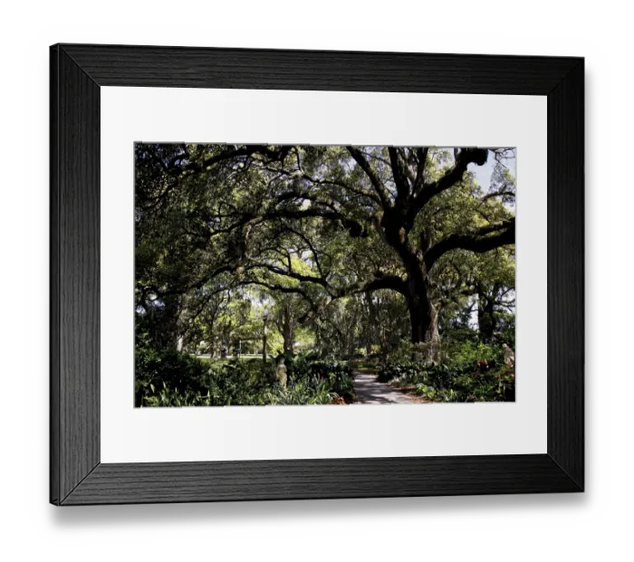 Framed Print : Shady path under large, sprawling trees, zero Framed Print : Shady path under large, sprawling trees, zero