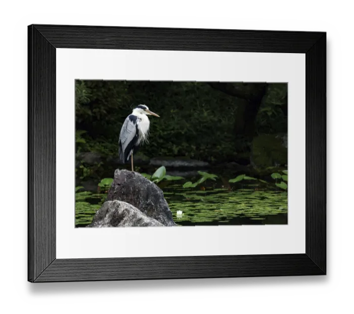 Framed Print : Grey heron stands on a rock by a pond in a tranquil garden full of water lilies Framed Print : Grey heron stands on a rock by a pond in a tranquil garden full of water lilies