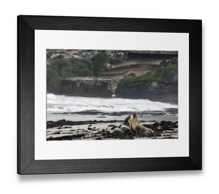 Framed Print : Two sea lions interact on the beach off a rugged coastline on Kangaroo Island