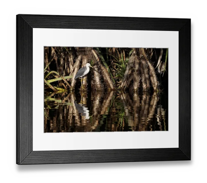Framed Print : A magpie heron sits on the water in Kakadu National Park