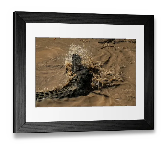 Framed Print : Saltwater crocodile glides through the splashing water of the Adelaide River