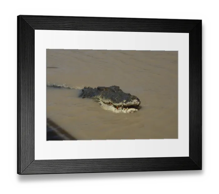 Framed Print : Saltwater crocodile swims in the still water of the Adelaide River