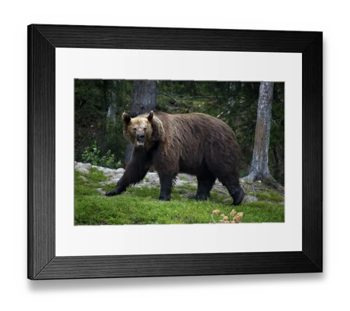 Framed Print : Big bear crosses an overgrown forest trail in Kuusamo