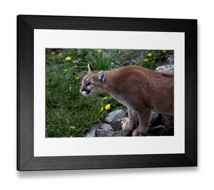 Framed Print : Mountain lion in hunting pose surrounded by rocks and yellow flowers in Grandfather Mountain State Park