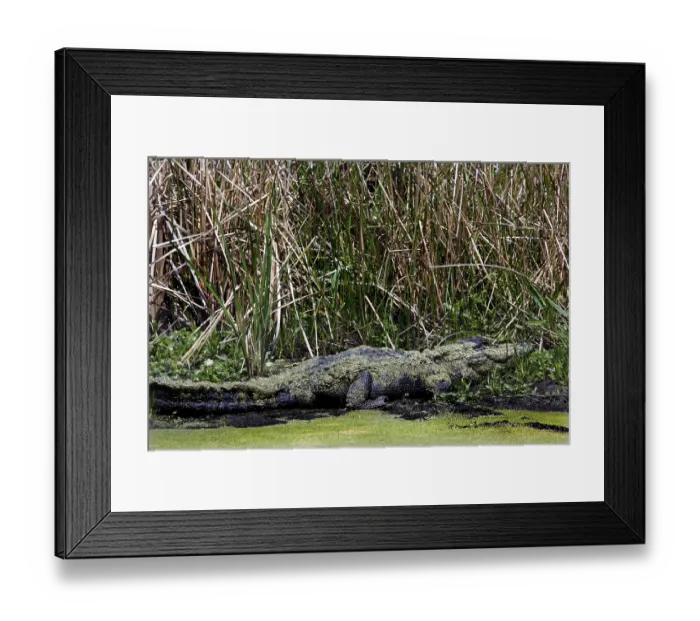 Framed Print : A well-camouflaged alligator lies on the edge of the swamp