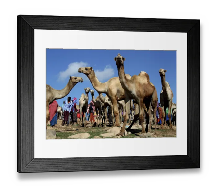 Framed Print : Camels stand at a camel market under clear skies in ETH Babile Framed Print : Camels stand at a camel market under clear skies in ETH Babile