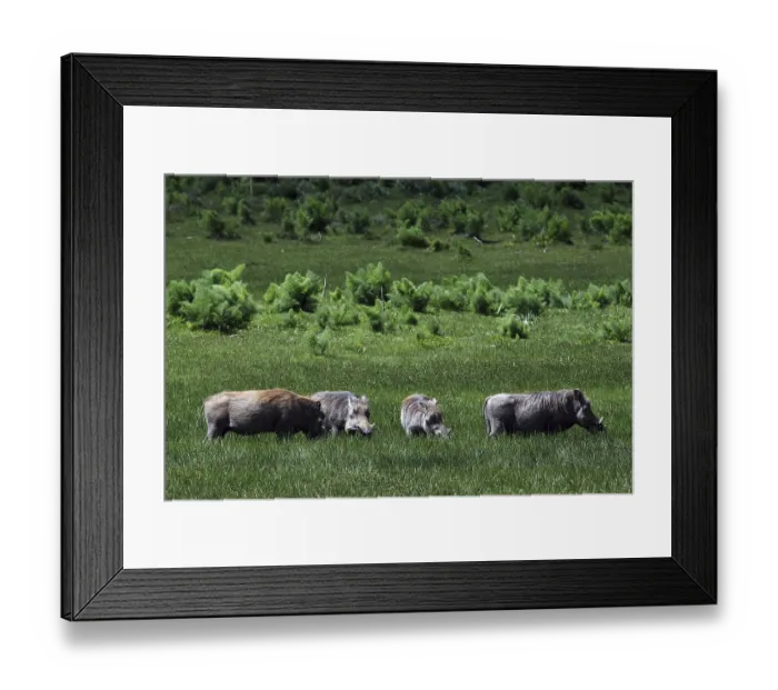 Framed Print : Several warthogs graze on an extensive green meadow in the Bale Mountains Framed Print : Several warthogs graze on an extensive green meadow in the Bale Mountains