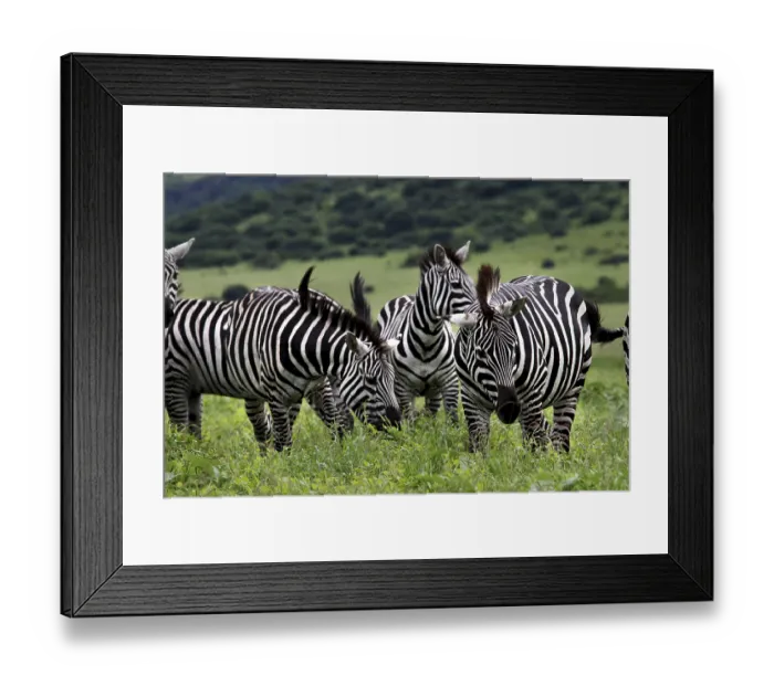 Framed Print : Zebra herd stands together in the lush green landscape of the park