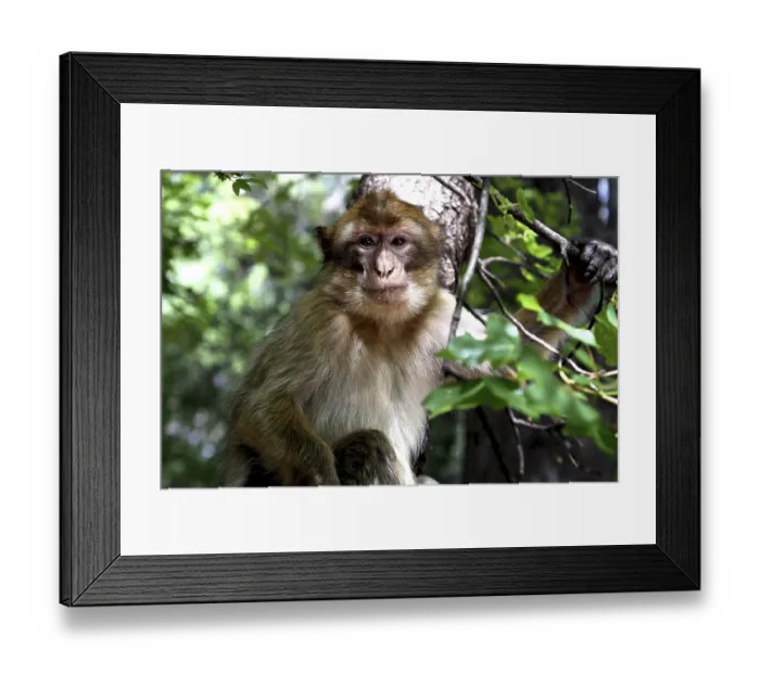 Framed Print : Barber monkey sits attentively in a tree under leaves in the forest