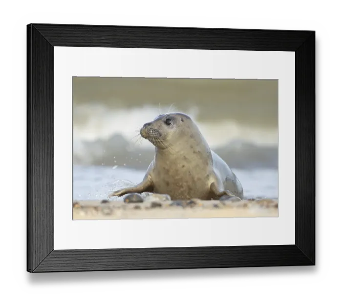 Framed Print : Atlantic grey seal (Halichoerus grypus) adult animal on a coastline