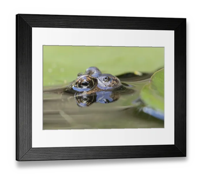 Framed Print : Common frog (Rana temporaria) Framed Print : Common frog (Rana temporaria)