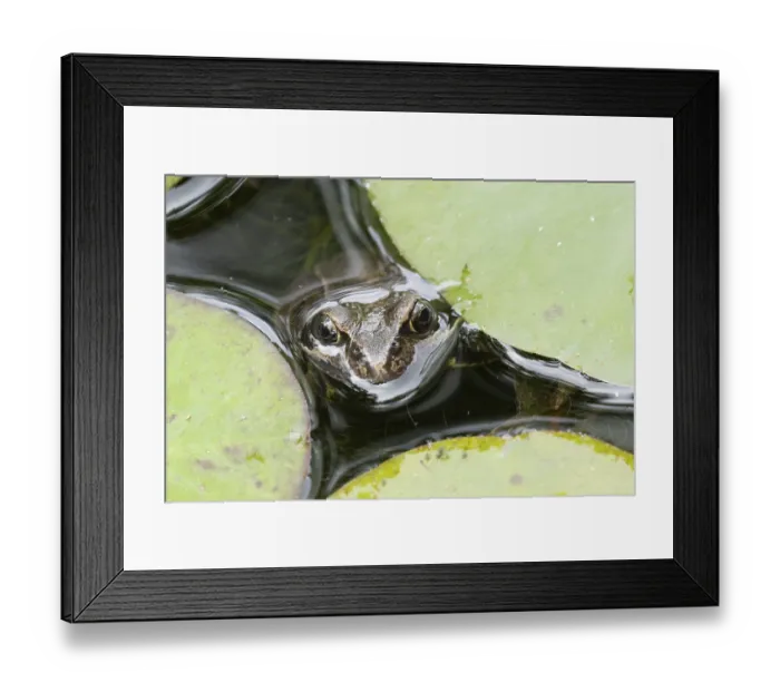 Framed Print : Common frog (Rana temporaria)