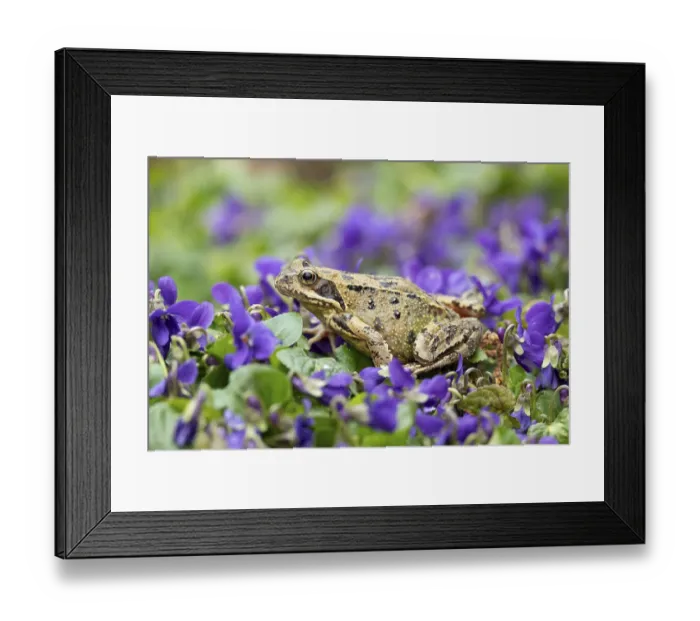 Framed Print : Common frog (Rana temporaria) adult amphibian amongst garden blue violet flowers in spring Framed Print : Common frog (Rana temporaria) adult amphibian amongst garden blue violet flowers in spring