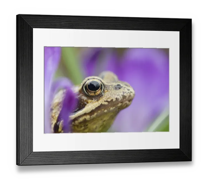 Framed Print : Common frog (Rana temporaria) adult amphibian amongst garden purple crocus flowers in spring