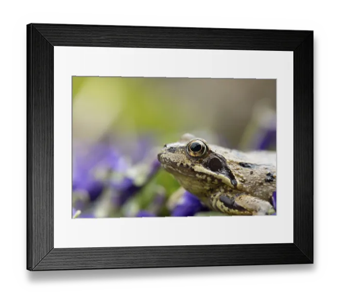 Framed Print : Common frog (Rana temporaria) adult amphibian on garden blue violet flowers in spring