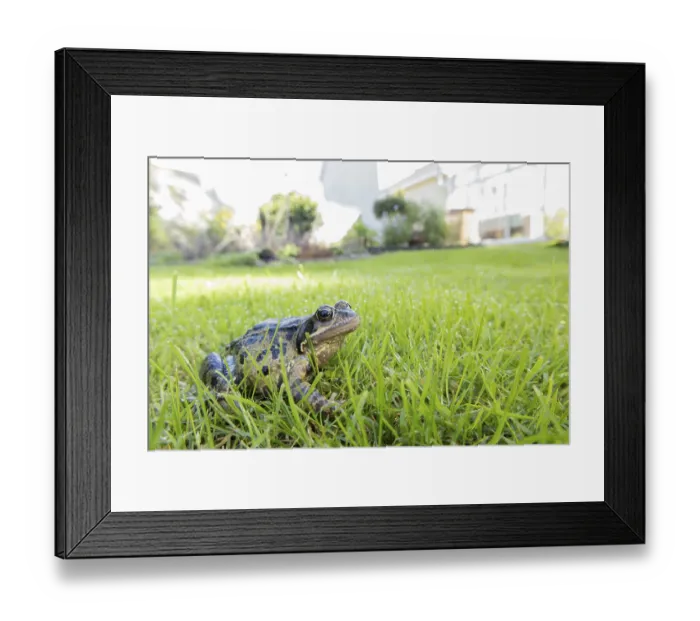Framed Print : Common frog (Rana temporaria) adult amphibian on a garden grass lawn in summer