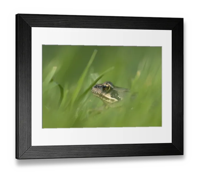 Framed Print : Common frog (Rana temporaria) juvenile baby froglet amphibian amongst grass of a garden lawn in summer